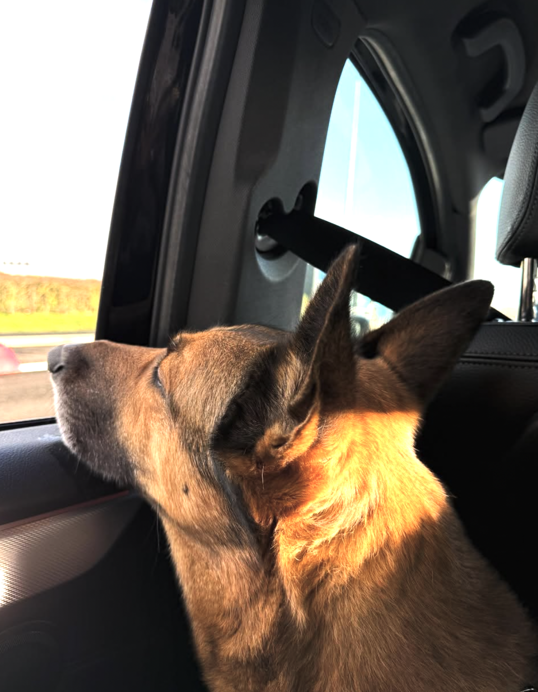 Dog looking out of the window in a car in london